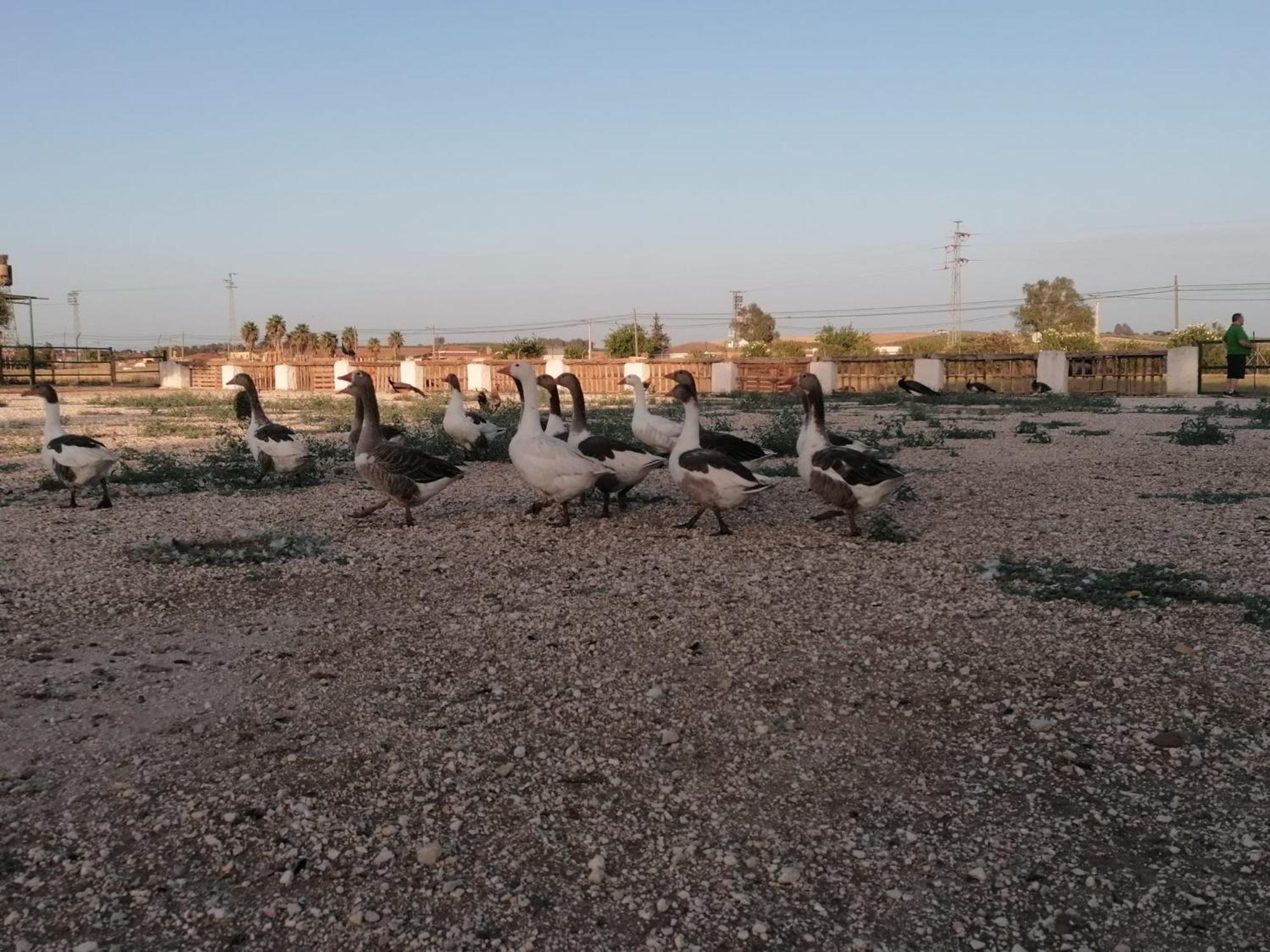 Camping Carlos III La Carlota Εξωτερικό φωτογραφία